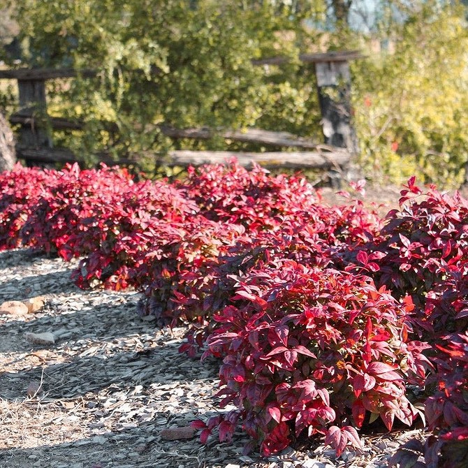 Зелені тіньовитривалі кущі у вологому тінистому місці саду.