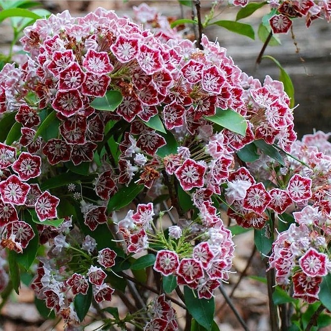 Різноманітні тіньолюбні кущі для саду: дизайн 2026 року у тіні.