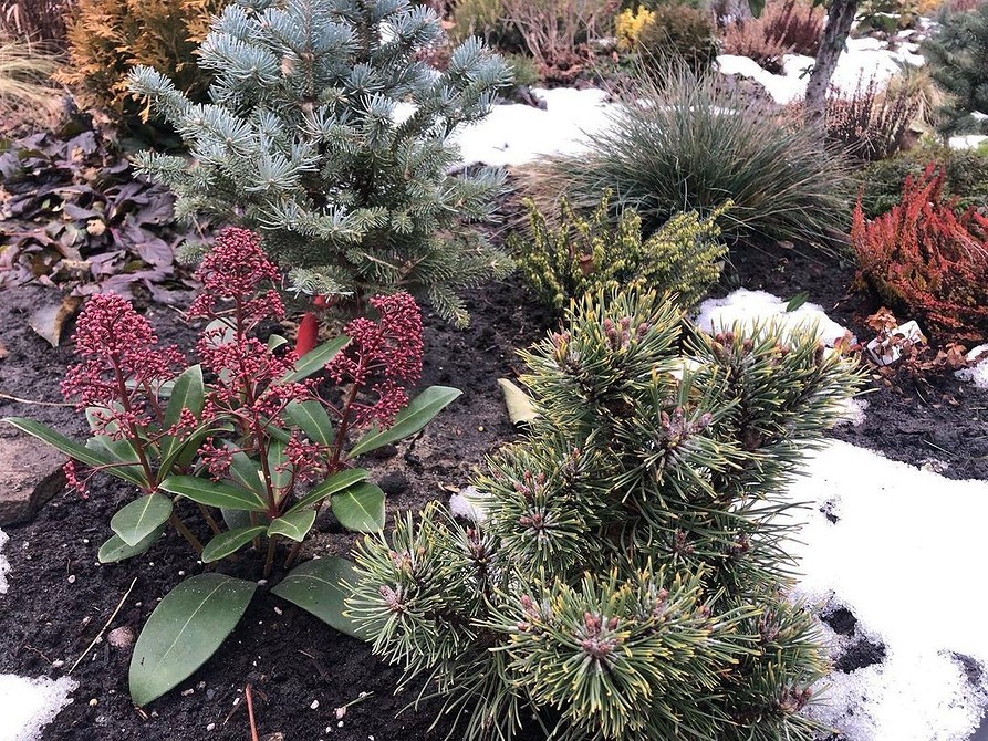 Ефектні кущі для вологих тінистих місць, створюють зелену оазу в саду.