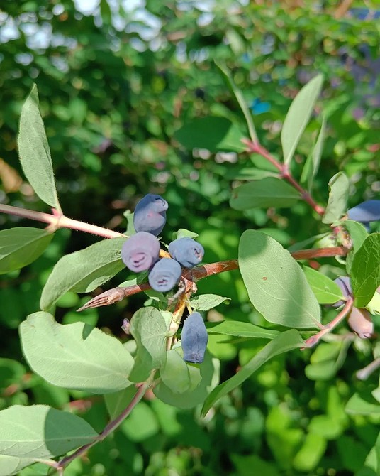 Квітучий тіньовитривалий кущ з білими квітами у затіненому місці.