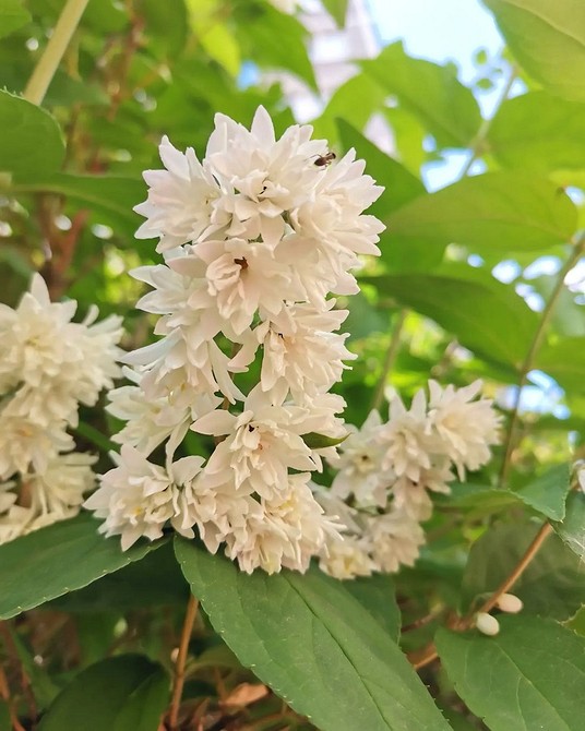 Кущі для вологих тінистих місць: сад без сонця з зеленими насадженнями.
