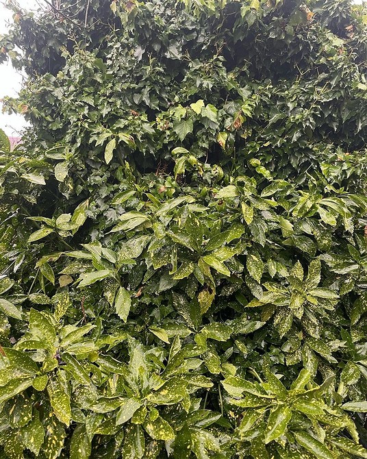 Композиція з тіньолюбних кущів різних форм та кольорів у садовому дизайні.