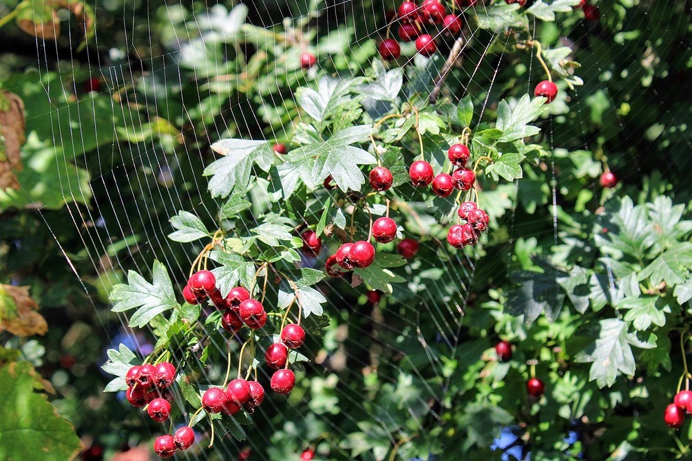 Композиція з тіньолюбних кущів, що додає об'єму та кольору затіненій ділянці саду.