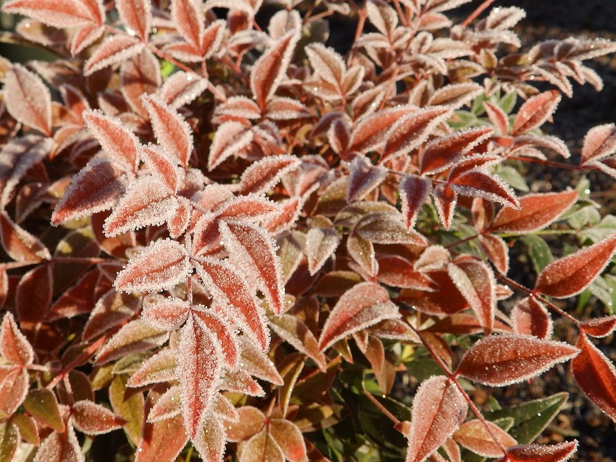 Пишні тіньовитривалі кущі з красивим листям в садовому ландшафті.