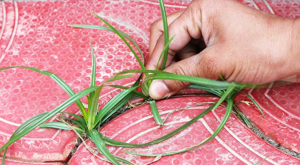 Трава між плиткою: ефективні методи видалення та захисту — Як позбутися трави між плиткою