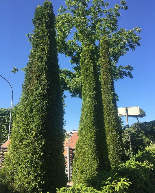 Туї на ділянці Приклад висадки туй вздовж огорожі для створення живоплоту на невеликій ділянці.