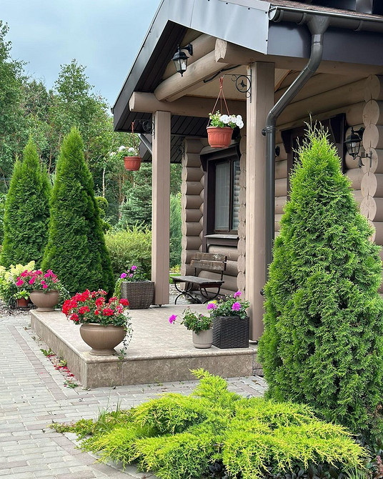 Зелена стіна з туй Приклад використання туй для створення зеленої стіни вздовж паркану.