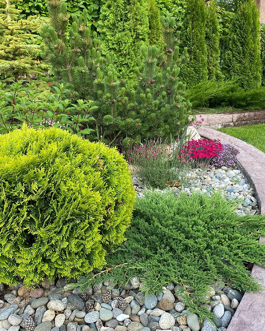 Ідеї для саду Живопліт з туй: ідеї для оформлення саду, догляд та обрізка туй.