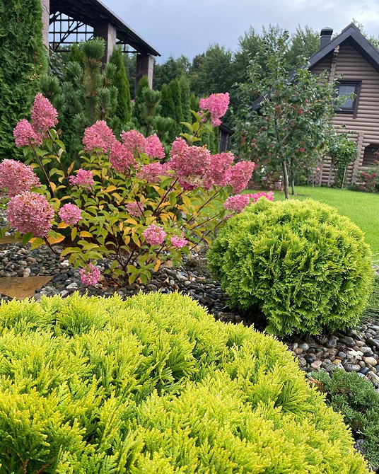 Схема посадки туй Схема посадки туй вздовж паркану для створення густого живоплоту.