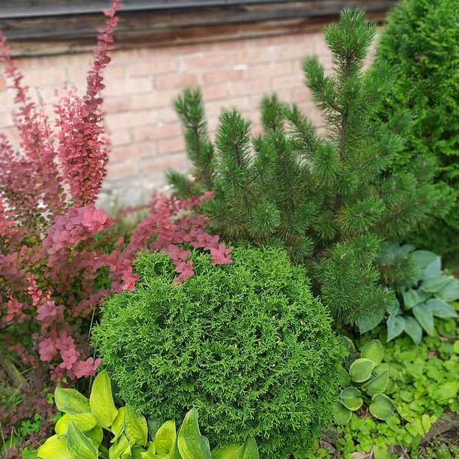 Схема посадки туй Схема посадки туй для живоплоту: оптимальна відстань для пишного та здорового росту рослин.