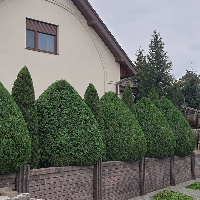 Захист від пожовтіння Догляд за туями: захист від пожовтіння хвої та забезпечення пишного росту живоплоту.