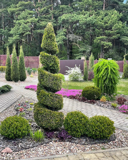 Догляд за туями Живоплот з туй: правильний догляд та формування вздовж паркану