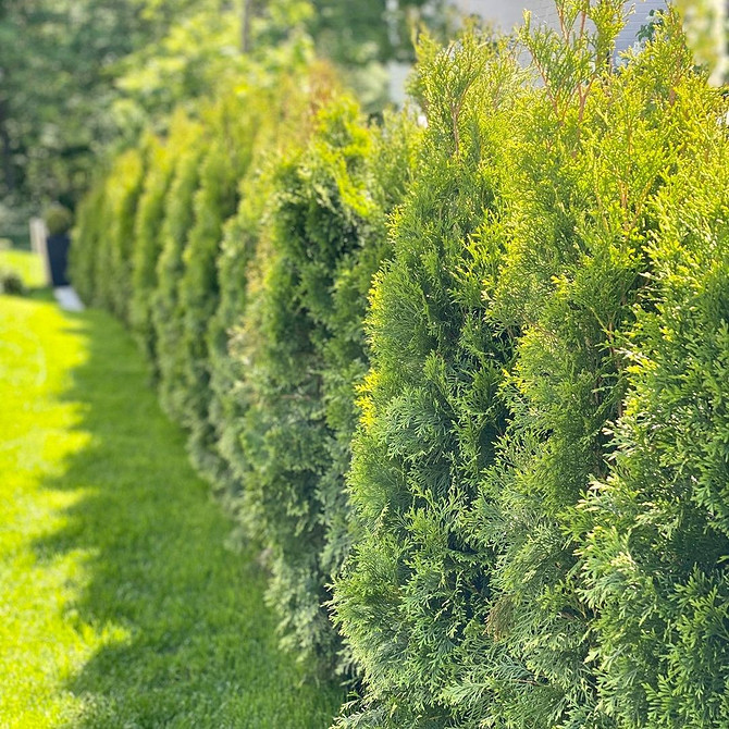 Формування крони Живопліт з туй: приклад формування крони для створення ідеальної зеленої стіни.