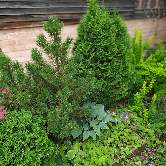 Туї та ґрунт Варіанти посадки туй вздовж паркану для різних типів ґрунту.