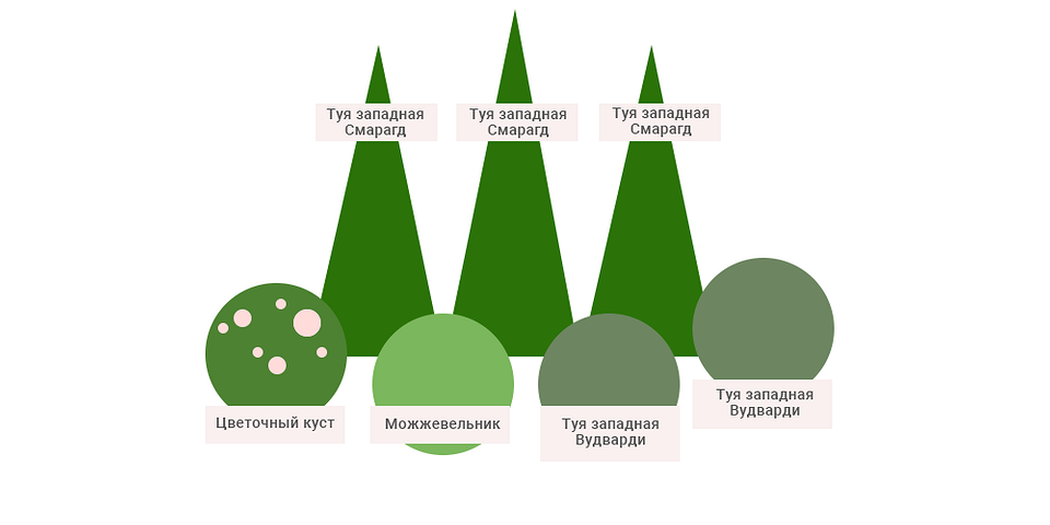 Сорти туй Туї для живоплоту: вибір сортів, стійких до грибкових захворювань у 2026 році.