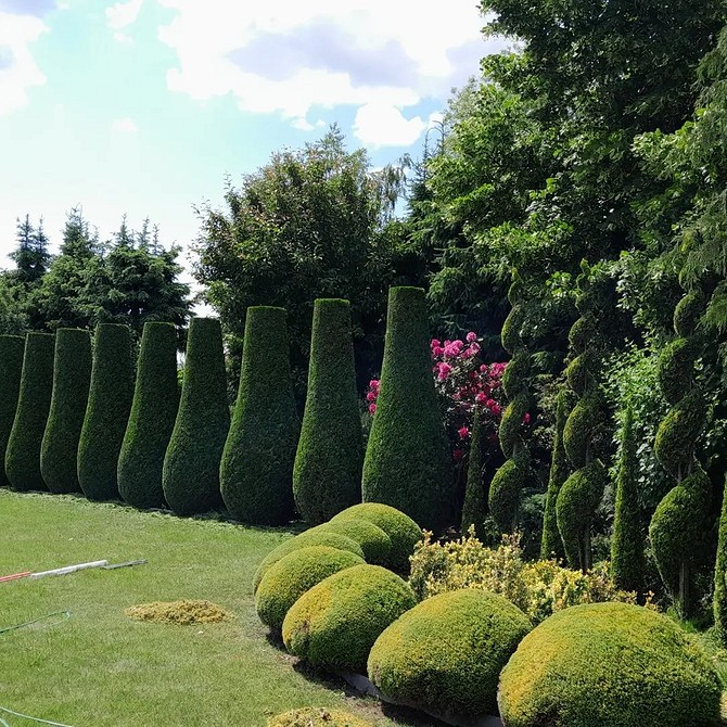 Ідеї для живоплоту Ідеї для живоплоту з туй: варіанти дизайну та вибір сортів для вашого саду.