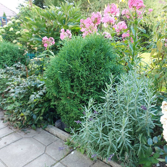 Туї для живоплоту Живопліт з туй вздовж паркану: посадка туї Фастігіата для захисту від пожовтіння хвої.