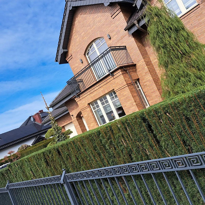 Відстань при посадці Живопліт з туй: оптимальна відстань при посадці для створення суцільної зеленої стіни.