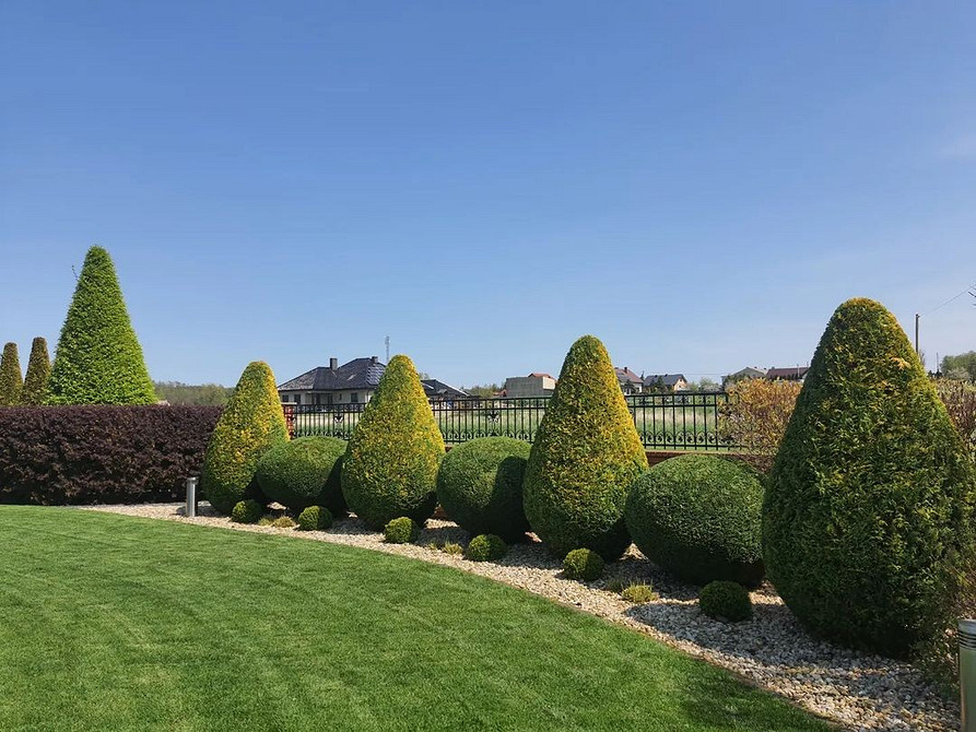 Відстань при посадці Схема посадки туй біля паркану: правильна відстань для здорового росту