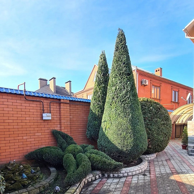 Туя Фастігіата Туя Фастігіата: чудовий вибір для вузького живоплоту вздовж огорожі на невеликій ділянці.