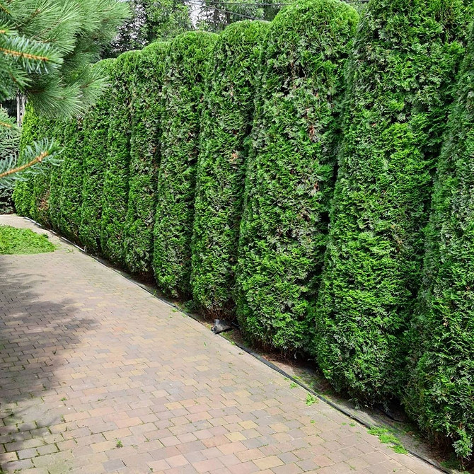 Туї для живоплоту Туї вздовж паркану: ідеї посадки та схеми для пишного живоплоту