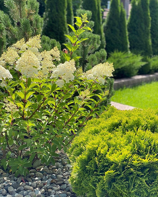 Вибір сорту туї Туї різних сортів для посадки вздовж огорожі: порівняння та вибір.