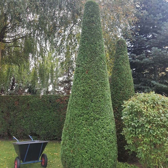 Декоративні туї Туї вздовж паркану: різноманітні схеми посадки та декоративні рішення