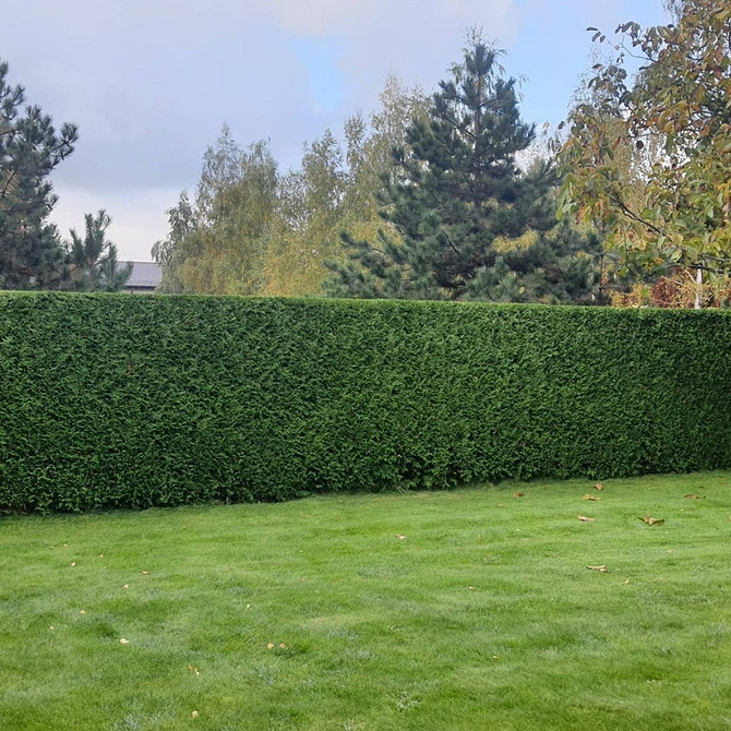 Дизайн з туями Приклад живоплоту з туй вздовж паркану, різні варіанти дизайну саду.