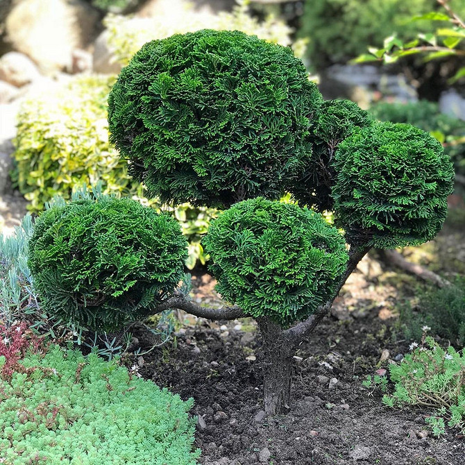 Жива огорожа з туй Туї для створення живої огорожі: варіанти посадки та догляд за рослинами біля паркану