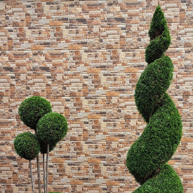 Туї для огорожі Туї вздовж огорожі: ідеї для живоплоту, різні схеми посадки туй.