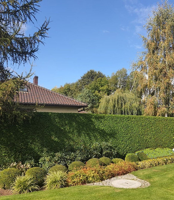 Жива стіна з туй Варіанти посадки туй вздовж огорожі: створення живої стіни з хвойних рослин