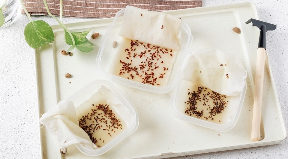 Замочування насіння Насіння гарбуза замочують у теплій воді для стимуляції проростання перед посівом.