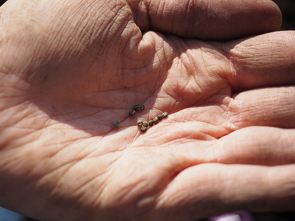 Підготовка до посіву Різні види насіння, підготовлені до замочування у неглибокій тарі.