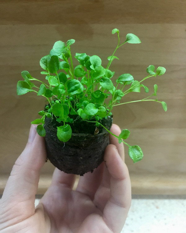 Здорова розсада Детальний вигляд розсади, що вирощується в органічних торф'яних таблетках, для здорового росту.