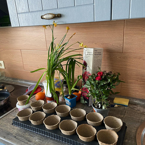 Креативні ємності Різні саморобні контейнери для розсади, що показують креативність та економію коштів садівників.