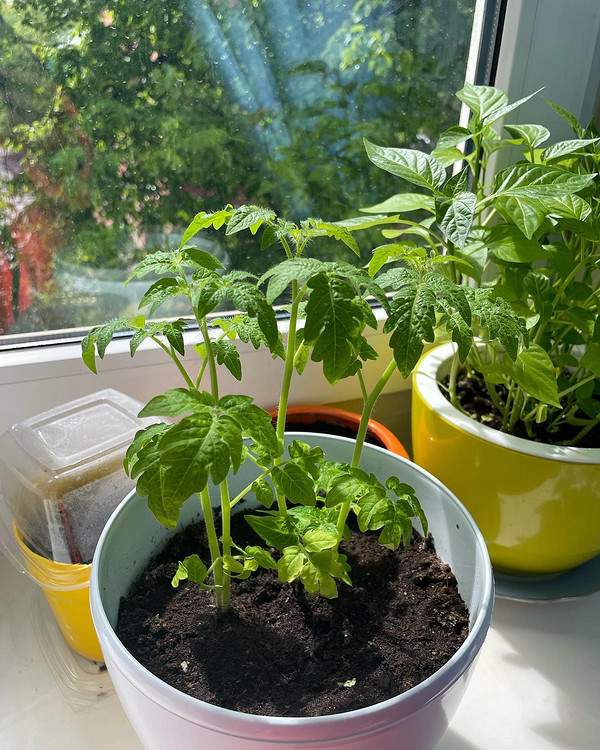 Варіанти для розсади Різноманіття саморобних ємностей для вирощування розсади, включаючи пластикові стаканчики та інші матеріали.