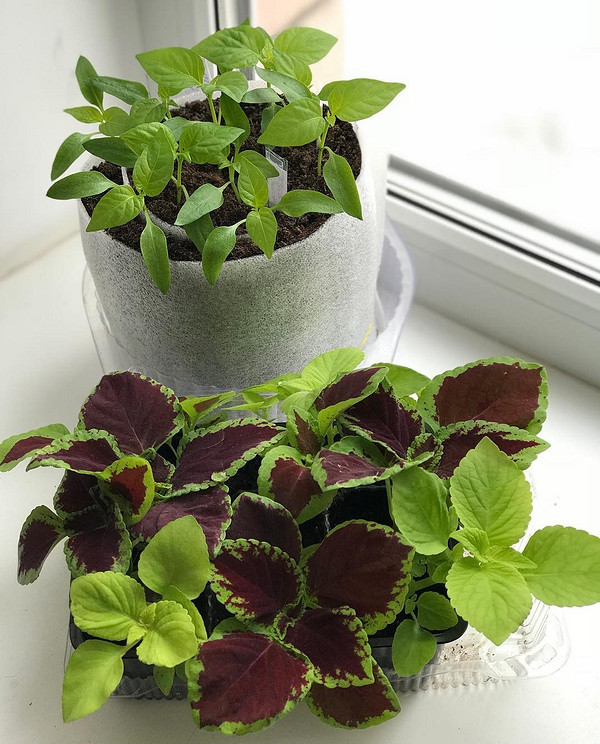 Торф'яні таблетки Торф'яні таблетки як зручний варіант для посіву насіння та подальшого вирощування розсади.