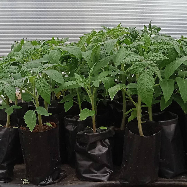 Ємності для розсади Різноманітні саморобні ємності для вирощування розсади, включно з картонними лотками та пластиковими стаканчиками.