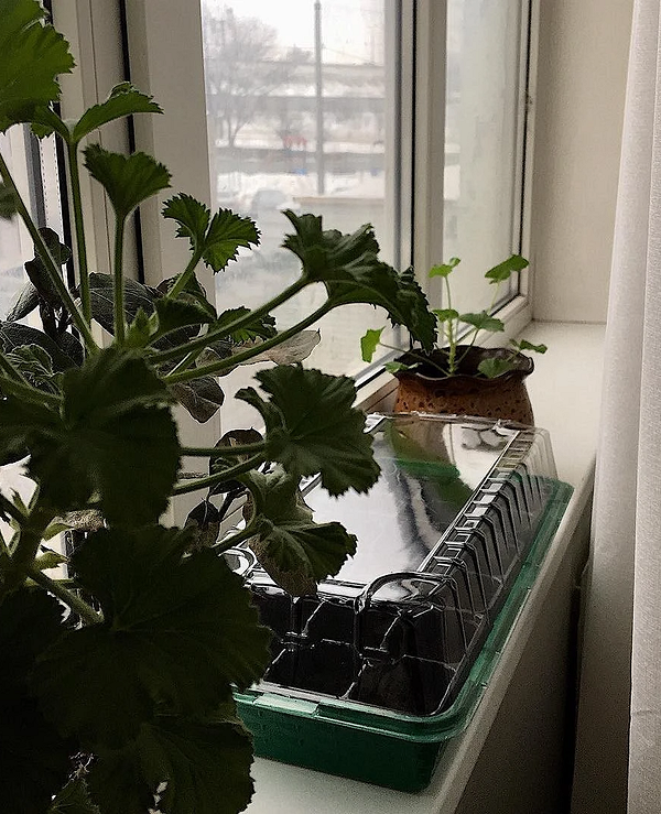 Розсада вдома Ряд розсади, що проростає у пластикових стаканчиках, ідеально підходящих для домашніх умов.