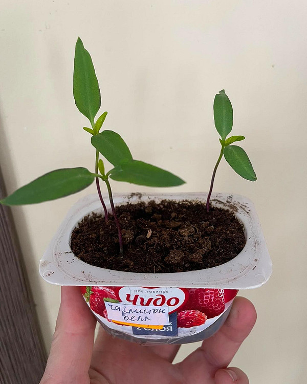 Успішна розсада Група розсади, вирощеної в саморобних ємностях, демонструє успішний початок процесу вирощування.