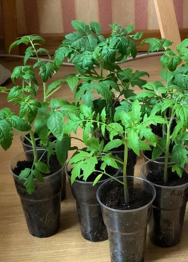 Саморобні ємності Наочний приклад вирощування розсади вдома у саморобних ємностях, що заощаджують кошти.