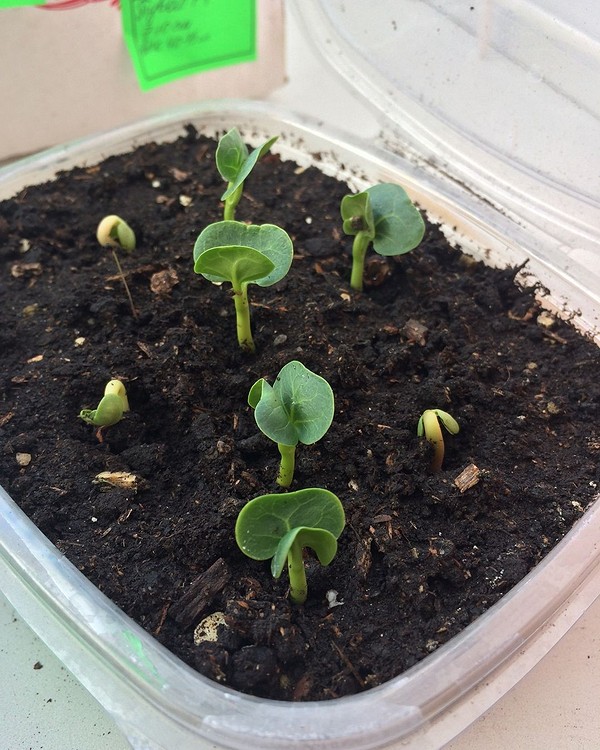 Розсада в стаканчиках Процес вирощування розсади вдома у пластикових стаканчиках, які легко адаптувати для різних рослин.