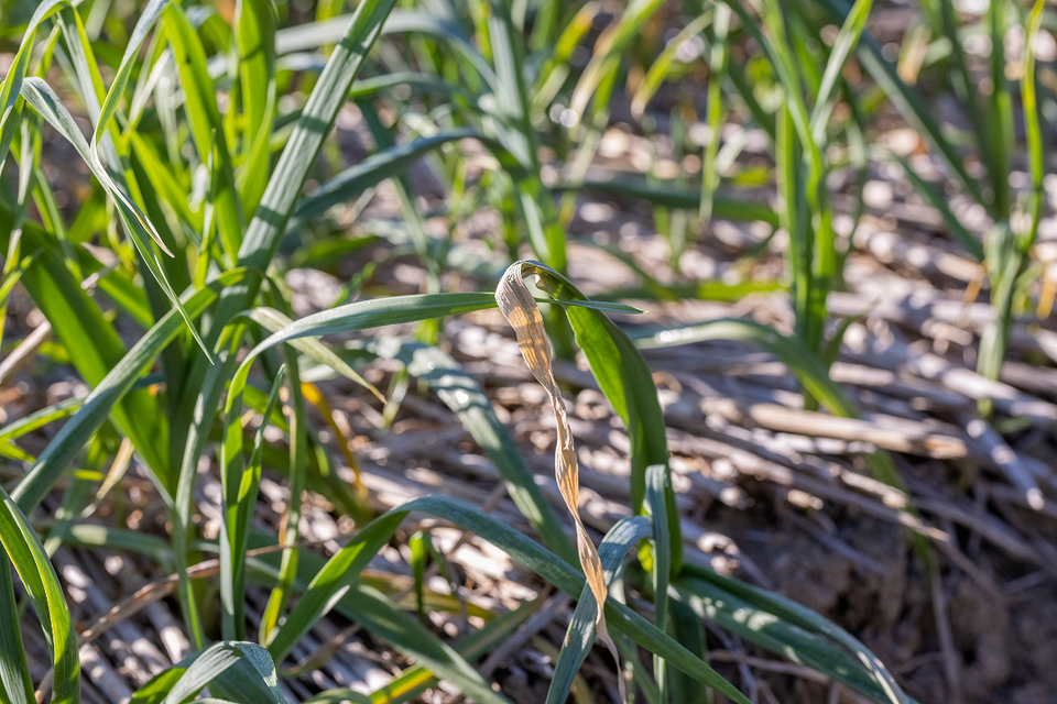 Догляд за цибулею Комплексний догляд за цибулею для запобігання пожовтінню пір'я.