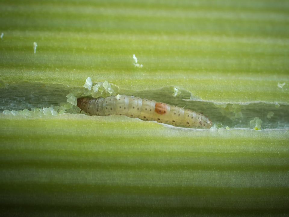 Причини пожовтіння цибулі Визначення причин пожовтіння цибулі: від дефіциту мікроелементів до хвороб.