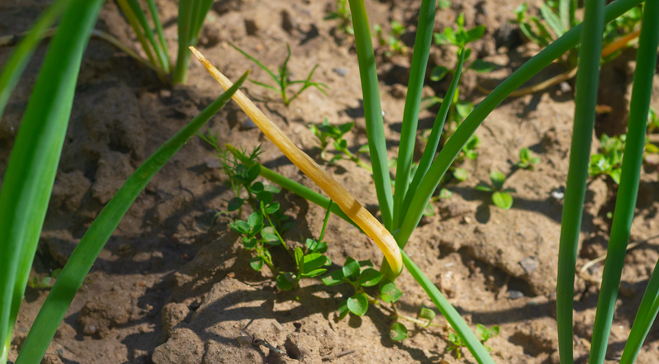 Жовтіє цибуля на грядці Жовтіюча цибуля на грядці: ознаки нестачі поживних речовин та як цьому зарадити.