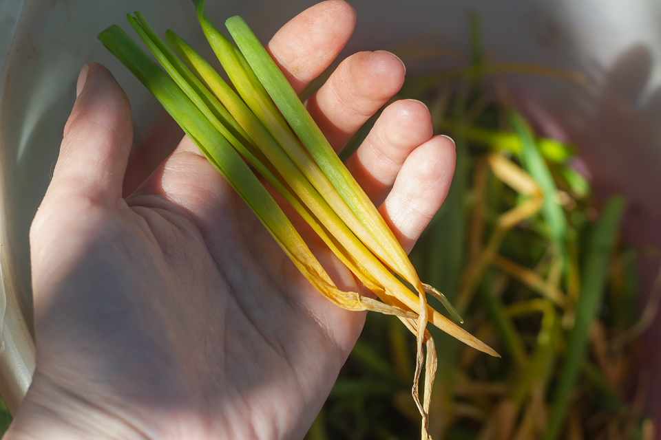 Нестача азоту в цибулі Пожовтіння цибулі як наслідок нестачі азоту: як виправити ситуацію.