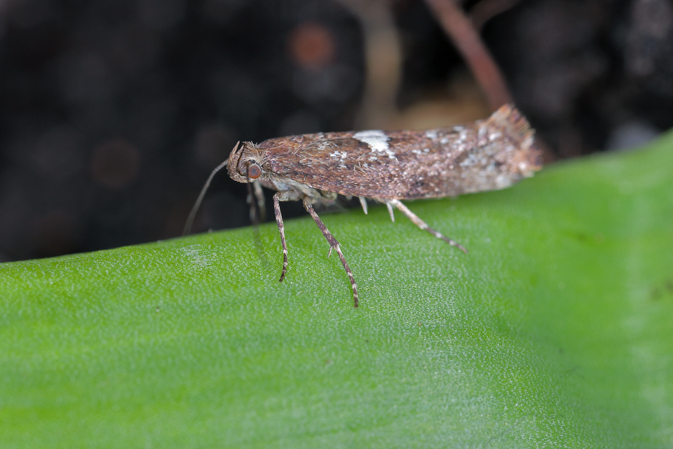 Жовтіє цибуля: причини Жовтіє цибуля на грядці: 5 причин та що з цим робити, дефіцит поживних речовин.
