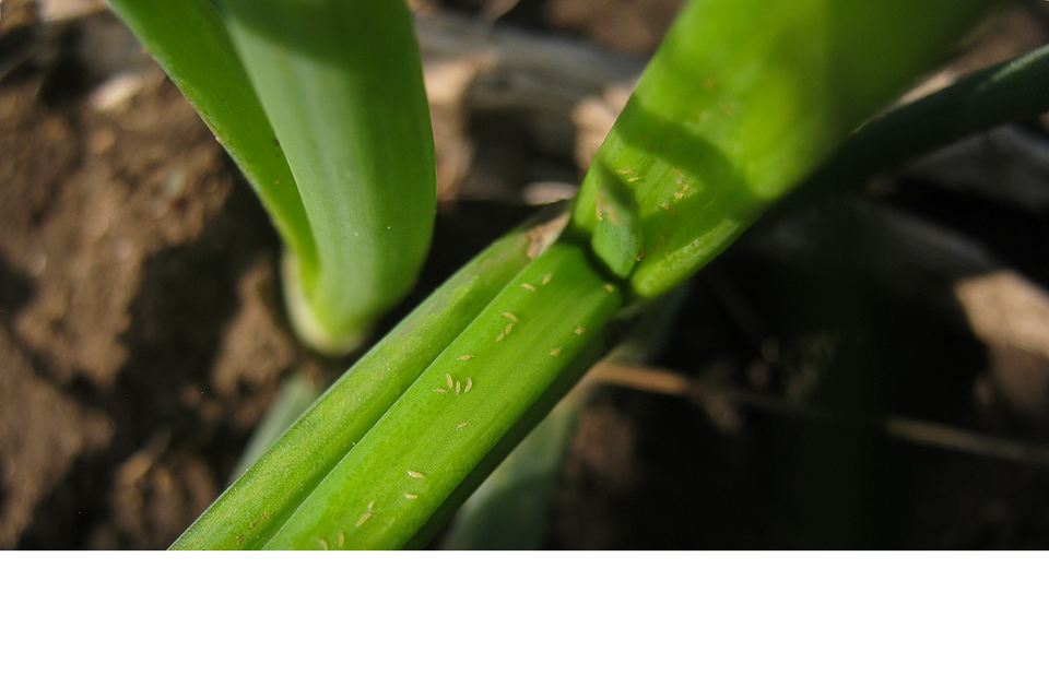 Жовті кінчики пір'я Пожовтіння кінчиків пір'я цибулі: ознаки проблем з кореневою системою.