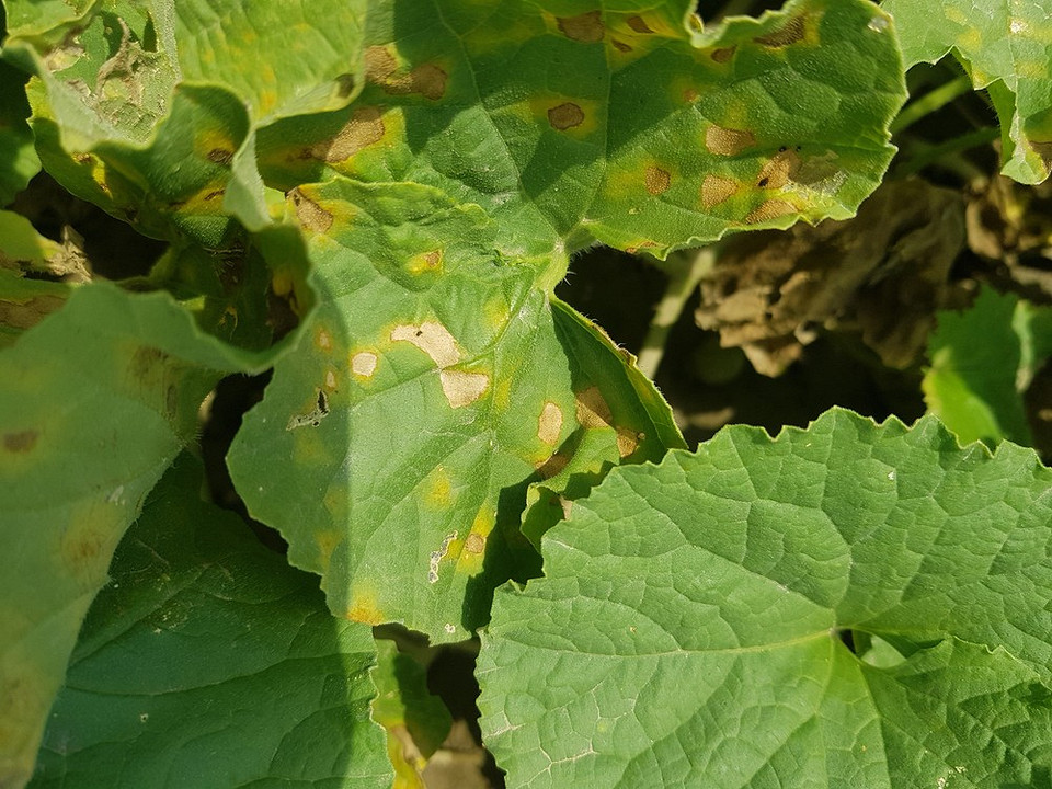 Загальний вигляд огіркової плантації з пожовтілим листям, необхідне підживлення та захист