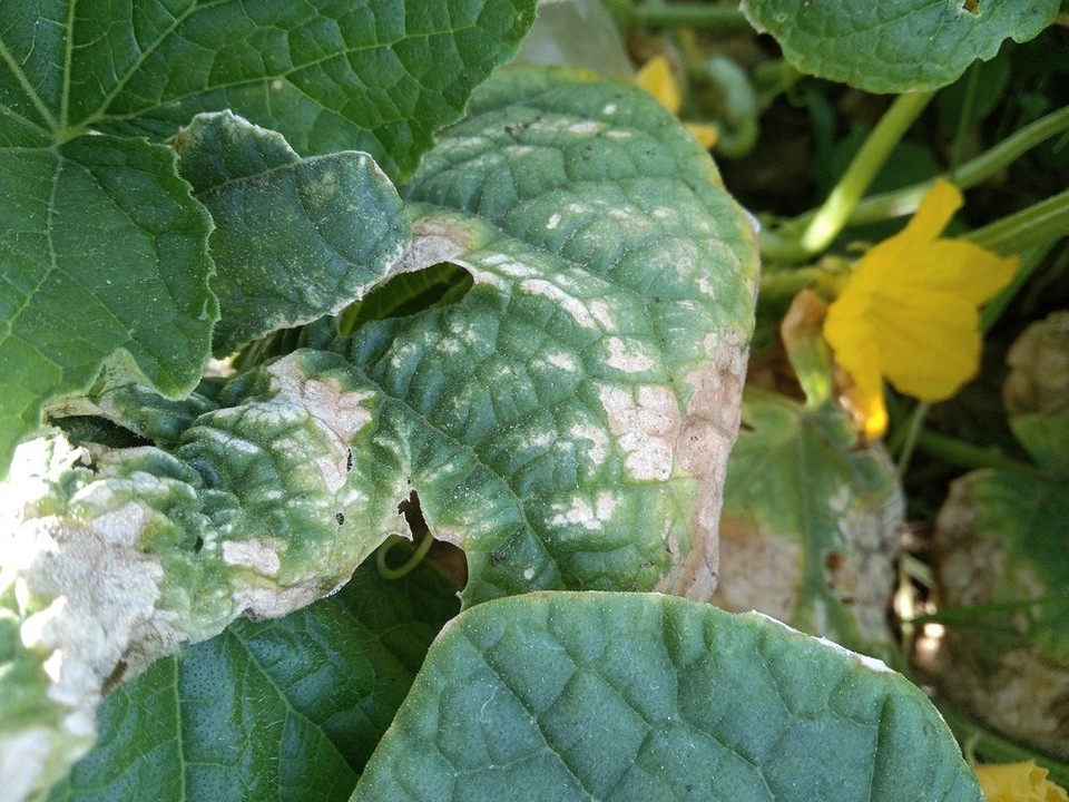 Жовті плями на листках огірків, ознака ураження шкідниками або хворобами, що робити